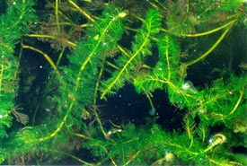Eurasian water milfoil