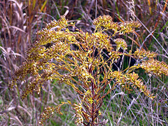 Ragweed
