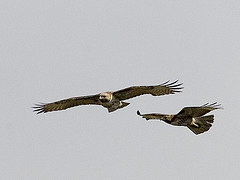 Hawks in Flight