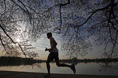 
A man jogs under a canopy of cherry blossoms around the Tidal Basin in Washington, March 25, 2010. REUTERS/Jim Young

