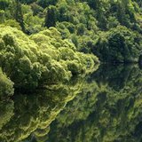 
Trees are reflected in the still waters along a river near Eugene, Oregon July 1, 2008. REUTERS/Mike Blake

