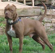 Pitbull