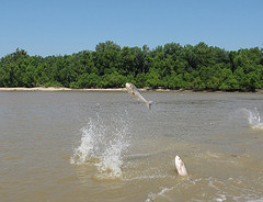 Asian Carp Jumping