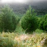 A grove of pine trees. A grove of pine trees.
