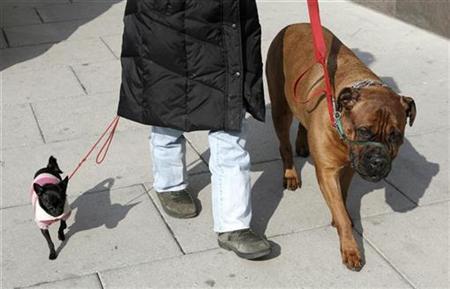 A woman walking her vastly different sized dogs provides a study in contrast in downtown Washington February 25, 2008. REUTERS/Kevin Lamarque
A woman walking her vastly different sized dogs provides a study in contrast in downtown Washington February 25, 2008. REUTERS/Kevin Lamarque