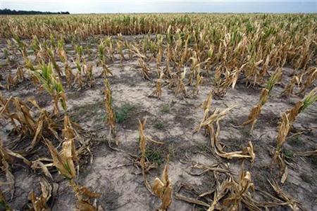 A drought-affected corn field is seen near Tostado, northern Santa Fe province, some 800 km (500 miles) north of Buenos Aires in this January 15, 2009 file photo. REUTERS/Marcos Brindicci/Files
A drought-affected corn field is seen near Tostado, northern Santa Fe province, some 800 km (500 miles) north of Buenos Aires in this January 15, 2009 file photo. REUTERS/Marcos Brindicci/Files