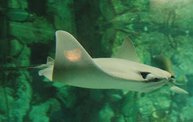 Shedd Aquarium - 02/13/11 5