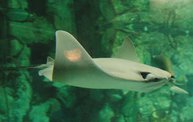 Shedd Aquarium - 02/13/11 5