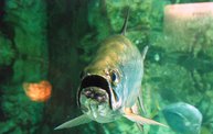Shedd Aquarium - 02/13/11 4