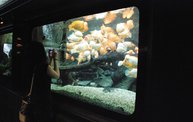 Shedd Aquarium - 02/13/11 3