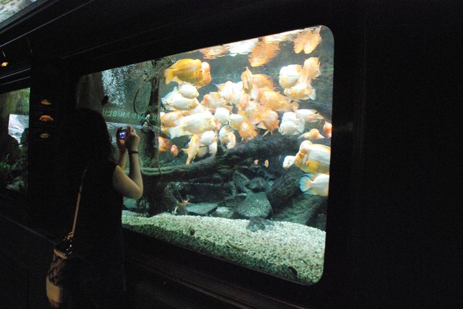 WKZO.com producer Sean Patrick makes a visit to Chicago's Shedd Aquarium - 02/13/11.