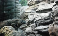 Shedd Aquarium - 02/13/11 2