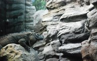 Shedd Aquarium - 02/13/11 2