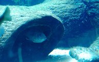 Shedd Aquarium - 02/13/11 1