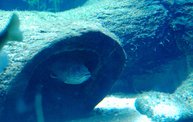 Shedd Aquarium - 02/13/11 1