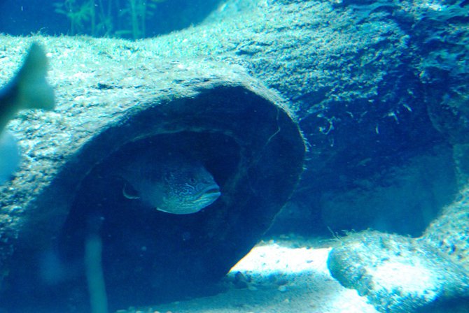 WKZO.com producer Sean Patrick makes a visit to Chicago's Shedd Aquarium - 02/13/11.