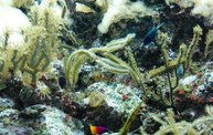 Shedd Aquarium - 02/13/11 29