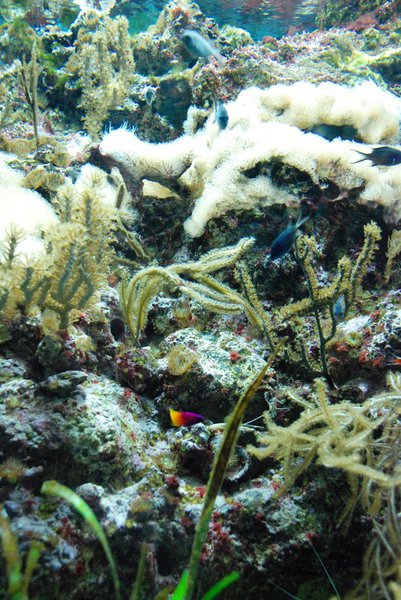 WKZO.com producer Sean Patrick makes a visit to Chicago's Shedd Aquarium - 02/13/11.