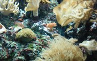 Shedd Aquarium - 02/13/11 28