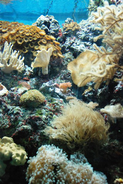 WKZO.com producer Sean Patrick makes a visit to Chicago's Shedd Aquarium - 02/13/11.