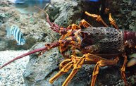 Shedd Aquarium - 02/13/11 27