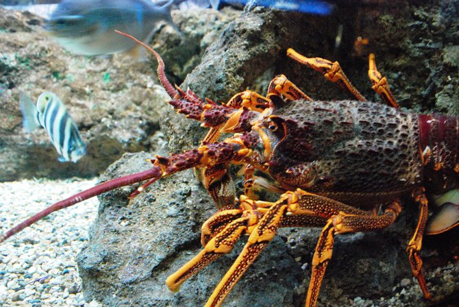 WKZO.com producer Sean Patrick makes a visit to Chicago's Shedd Aquarium - 02/13/11.