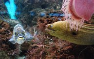 Shedd Aquarium - 02/13/11 26