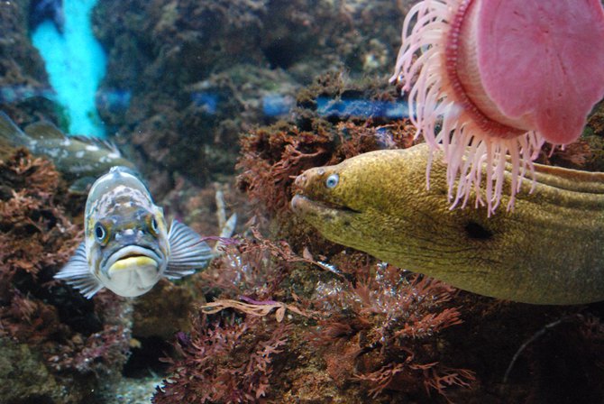WKZO.com producer Sean Patrick makes a visit to Chicago's Shedd Aquarium - 02/13/11.