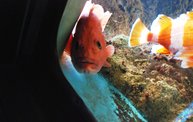 Shedd Aquarium - 02/13/11 25