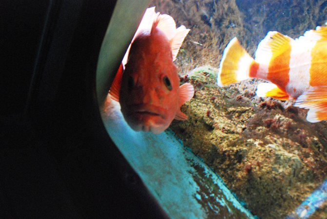 WKZO.com producer Sean Patrick makes a visit to Chicago's Shedd Aquarium - 02/13/11.