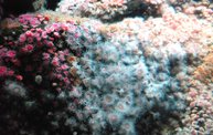 Shedd Aquarium - 02/13/11 24