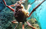 Shedd Aquarium - 02/13/11 23