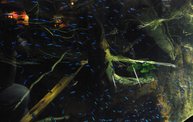 Shedd Aquarium - 02/13/11 22