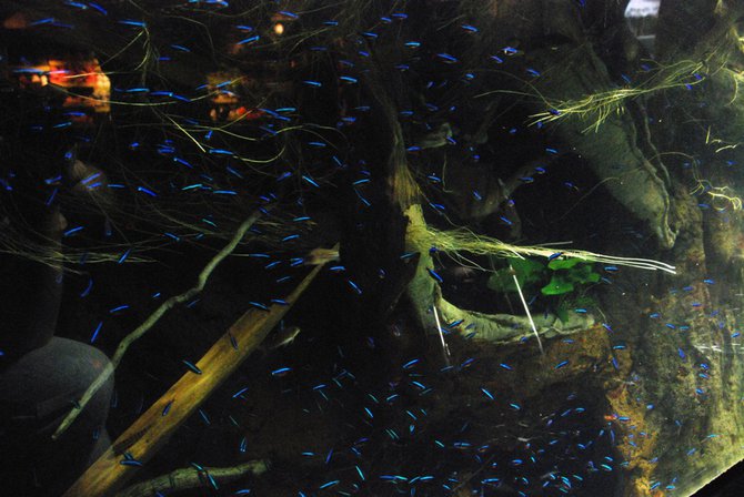 WKZO.com producer Sean Patrick makes a visit to Chicago's Shedd Aquarium - 02/13/11.