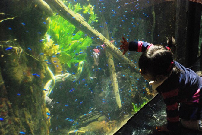 WKZO.com producer Sean Patrick makes a visit to Chicago's Shedd Aquarium - 02/13/11.