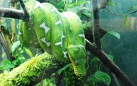 Shedd Aquarium - 02/13/11 20