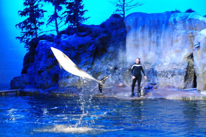 WKZO.com producer Sean Patrick makes a visit to Chicago's Shedd Aquarium - 02/13/11.
