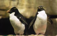 Shedd Aquarium - 02/13/11 13