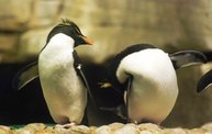 Shedd Aquarium - 02/13/11 12