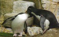 Shedd Aquarium - 02/13/11 11