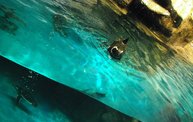 Shedd Aquarium - 02/13/11 10