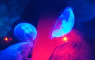 Shedd Aquarium - 02/13/11 9