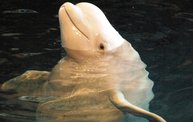 Shedd Aquarium - 02/13/11 7