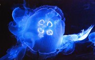 Shedd Aquarium - 02/13/11 6