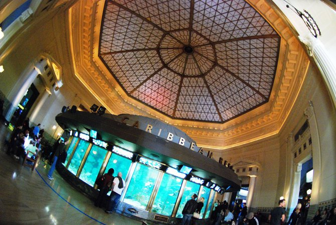 WKZO.com producer Sean Patrick makes a visit to Chicago's Shedd Aquarium - 02/13/11.