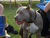 Pit bull