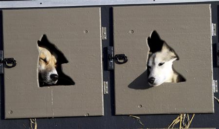 
Two of Justin Savidis' sled dogs wait in the truck for the start of the ceremonial start of the Iditarod Trail Sled Dog Race in Anchorage, Alaska March 5, 2011. REUTERS/Al Grillo
