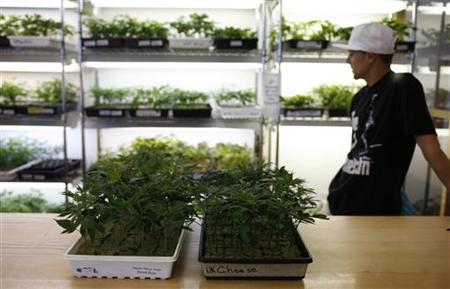 Small marijuana plants, available for sale, are shown in a medical marijuana dispensary in Oakland, California in this June 30, 2010 file photo. Oakland on Tuesday legalized large-scale marijuana cultivation for medical use and will issue up to four permits for "industrial" cultivation starting next year. REUTERS/Robert Galbraith
Small marijuana plants, available for sale, are shown in a medical marijuana dispensary in Oakland, California in this June 30, 2010 file photo. Oakland on Tuesday legalized large-scale marijuana cultivation for medical use and will issue up to four permits for "industrial" cultivation starting next year. REUTERS/Robert Galbraith