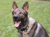 A police k9