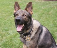 A police k9